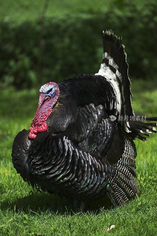 美国青铜土耳其，meleagris gallopavo，雄性展示它的羽毛扇形，显示它的羽毛